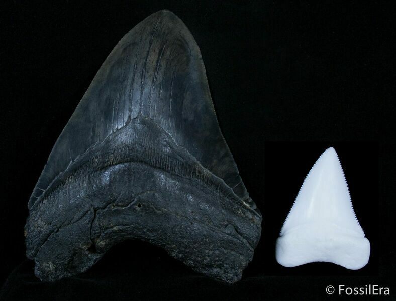 Megalodon vs. Great White tooth size